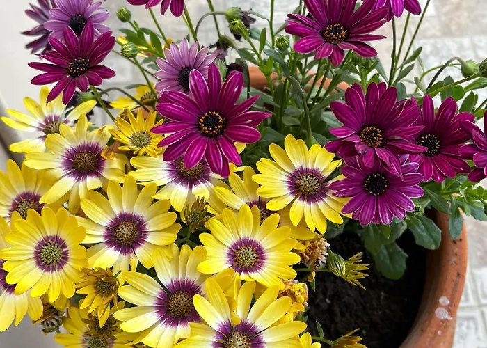 펜션 Casa Dimilia *